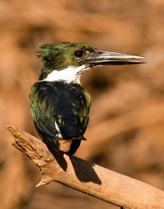 jagaur safari packages